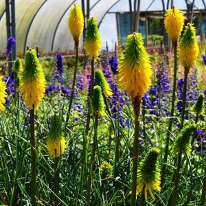 Kniphofia 'Bees' Lemon' ---